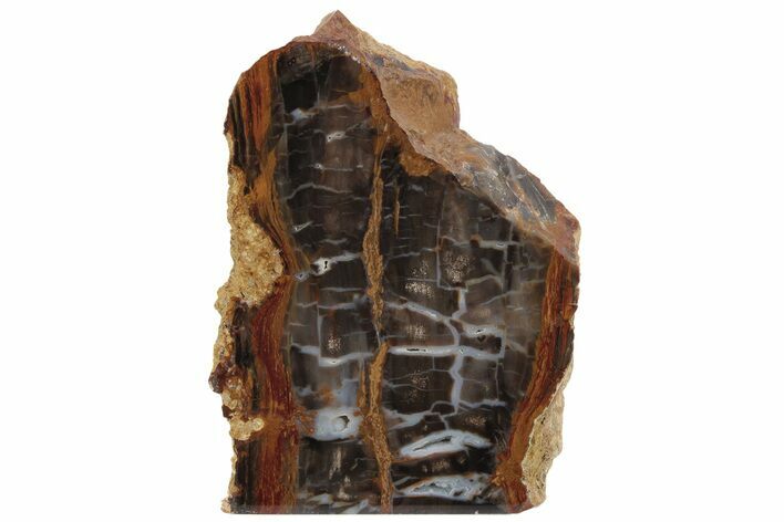 Petrified Wood (Sycamore) Stand-Up - Parker, Colorado #228020